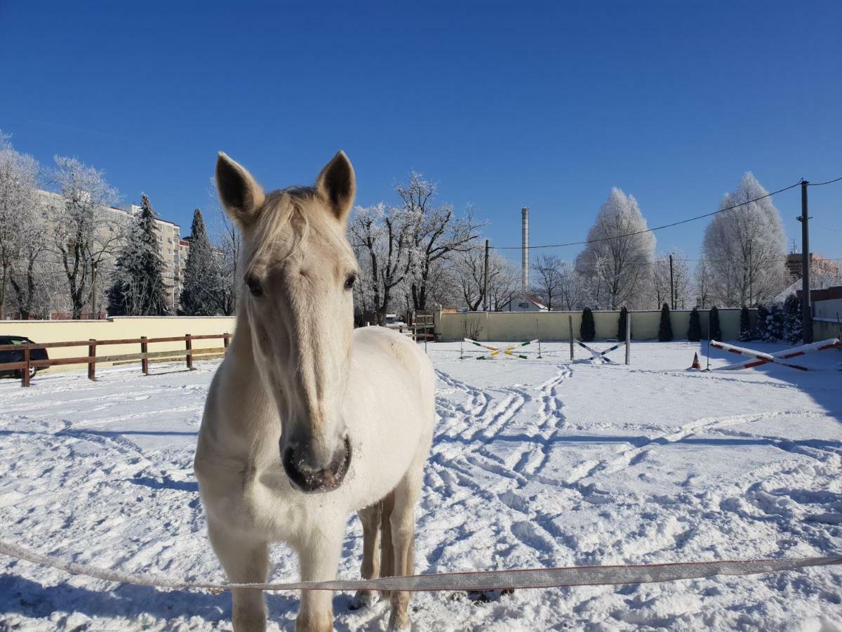 Farm Stay Nh Stables Nyrany Dış mekan fotoğraf