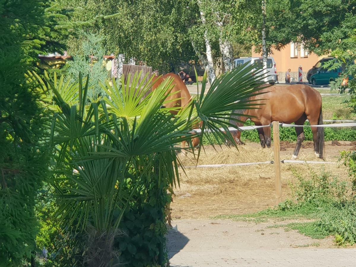 Farm Stay Nh Stables Nyrany Dış mekan fotoğraf