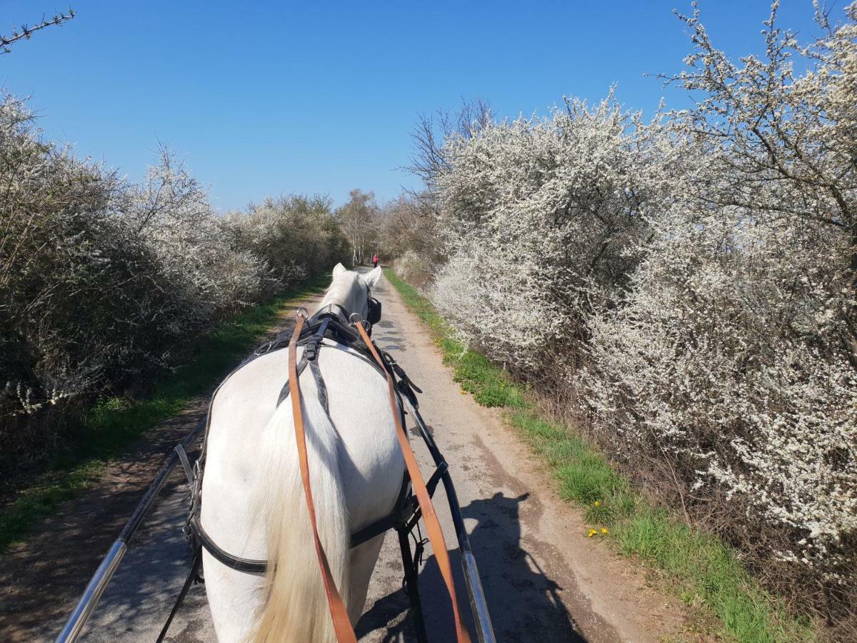 Farm Stay Nh Stables Nyrany Dış mekan fotoğraf